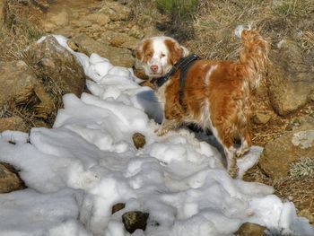 Dog in snow