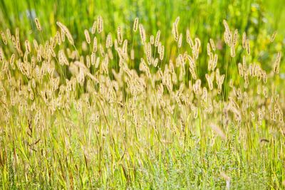 Crops growing on field