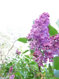 Low angle view of pink flowering plant