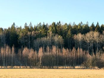 Panoramic shot of trees on field against sky