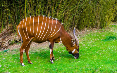 View of a horse grazing in field