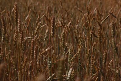 Full frame shot of wheat field