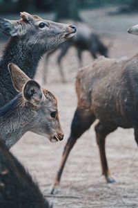 View of deer on field