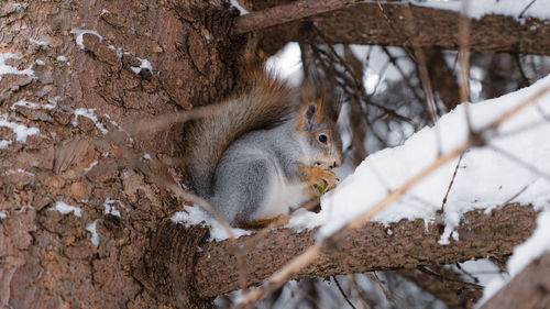 Close-up of squirrel