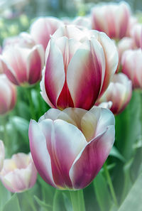 Close-up of pink tulips