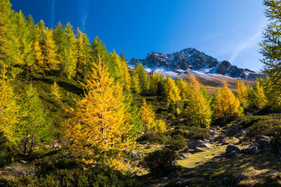 Trees growing in forest against sky during autumn