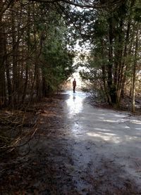 People walking on dirt road in forest