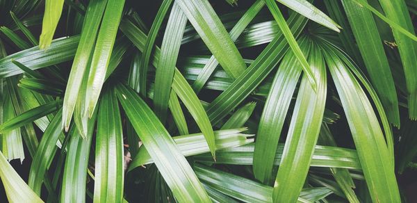 Full frame shot of palm leaf