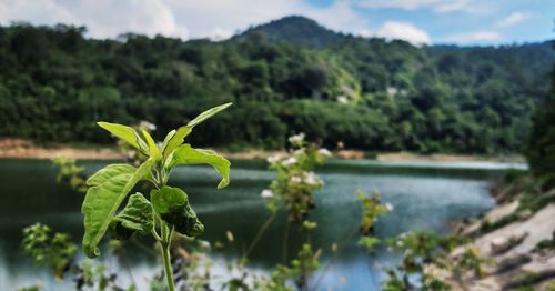 Close-up of plant against lake