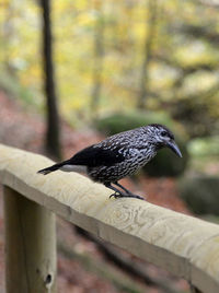 Close-up of bird perching outdoors