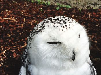 Close-up of a bird