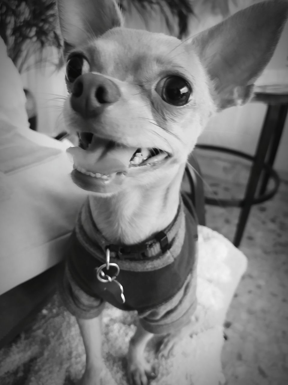 HIGH ANGLE PORTRAIT OF A DOG LOOKING AWAY WHILE HOLDING CAMERA