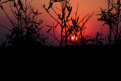 Silhouette bare trees against orange sky