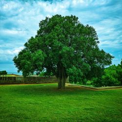 Trees on field against sky