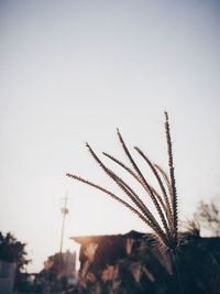 Low angle view of tree