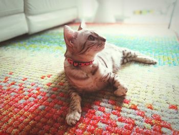 Dog relaxing on rug at home