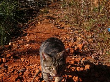 High angle view of cat in forest