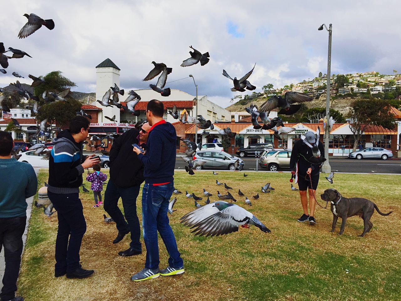 animal themes, men, large group of people, building exterior, person, bird, architecture, lifestyles, built structure, sky, walking, city, street, leisure activity, grass, city life, togetherness, domestic animals