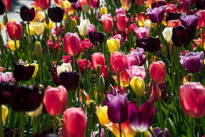 Close-up of purple tulips