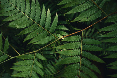 Close-up of leaves