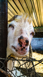 Close-up portrait of a dog in cage
