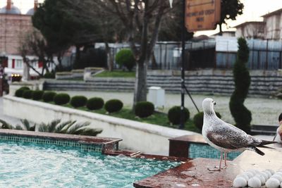 Birds perching on swimming pool