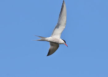 Low angle view of seagull flying in sky