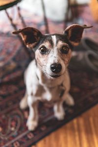 High angle portrait of dog at home