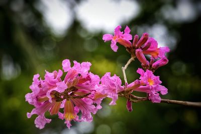 Close-up of pink flowering plant