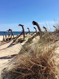 View of birds on beach against sky