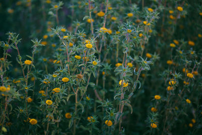 Close-up of yellow flowers