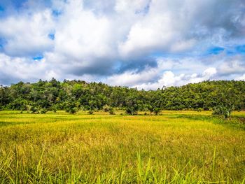 Rice field, sompak district, west kalimantan