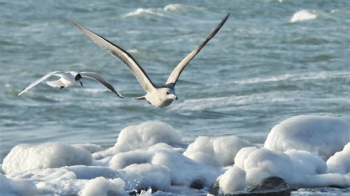 Birds flying over sea