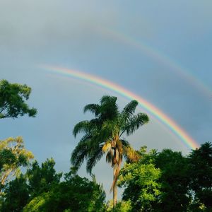 Low angle view of rainbow over trees