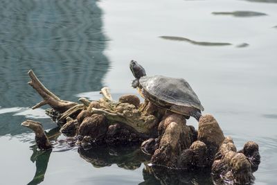 View of a bird on a lake