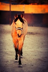 Portrait of a horse atención sunset