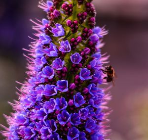 Close-up of bee on purple flowers