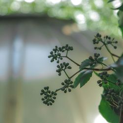 Close-up of fresh green plant