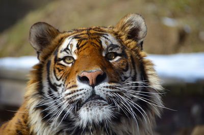 Close-up portrait of an animal