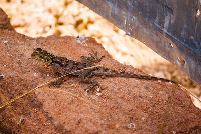 High angle view of lizard on rock