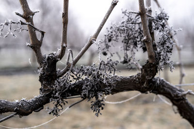 Sunrise in a landscape of vineyards during a foggy winter morning in the province of tarragona 