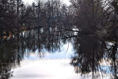 Reflection of trees in lake