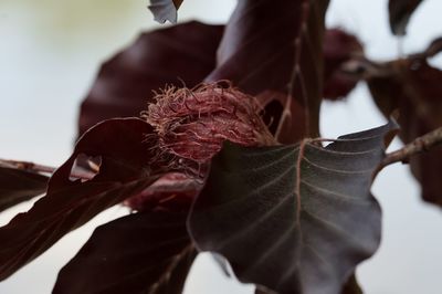 Close-up of dried maple leaves