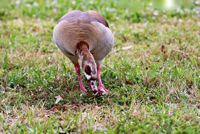 Close-up of a bird on field