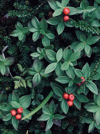 Red berries growing on plant