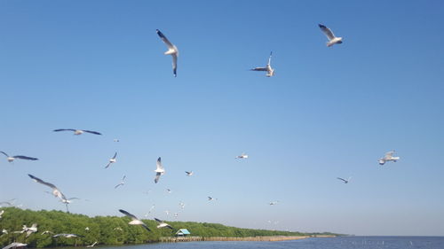 Flock of birds flying in the sky