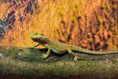 Close-up of lizard on rock