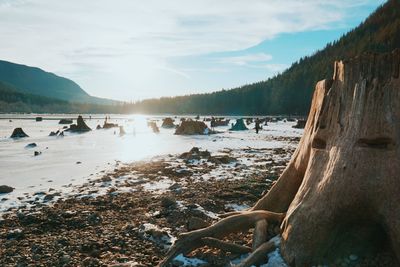 Scenic view of stump on lakeshore