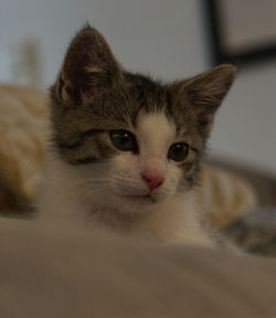 Close-up portrait of cat at home