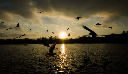 Silhouette birds flying over lake against sky during sunset